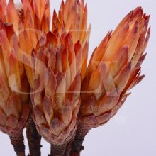 Protea Red