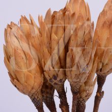 Protea White