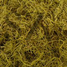 Tillandsia Villágos Zöld