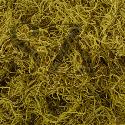 Tillandsia Villágos Zöld