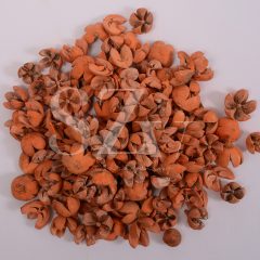 Tulipán Narancs