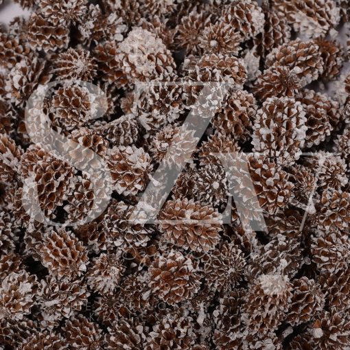 Casuarina Havas